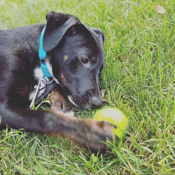 Meet your Posher ❤️❤️ - Picture 6 of 6